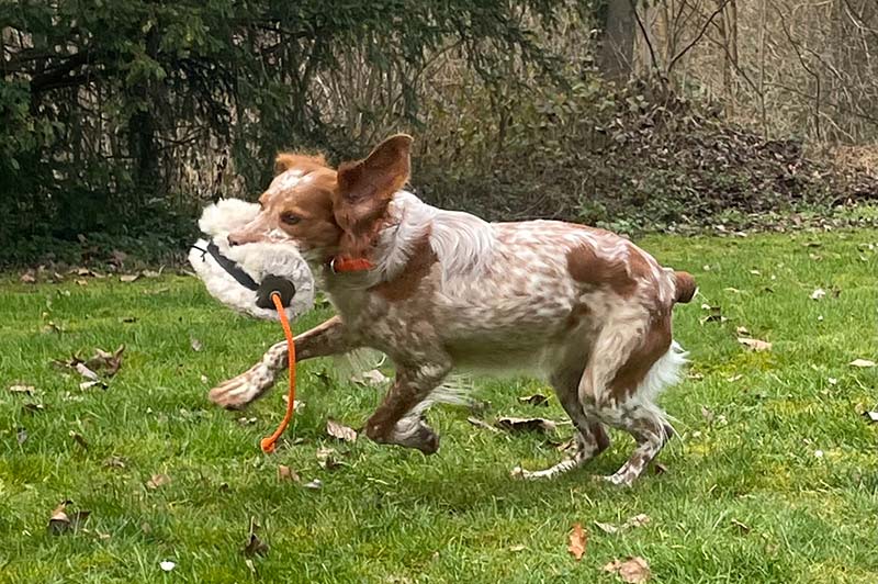 Einzeltraining Hundeschule Underdog Sarah Graden