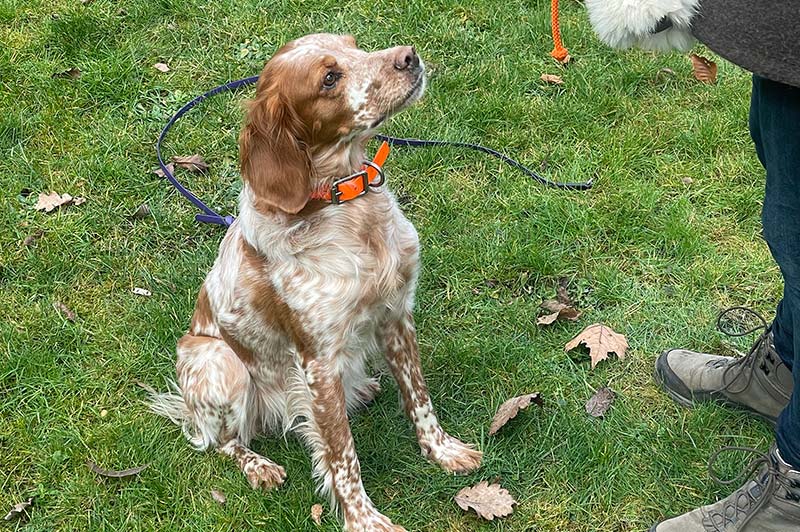 Einzeltraining Hundeschule Underdog Sarah Graden