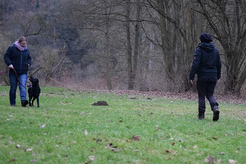 Erziehung Hundeschule Underdog Sarah Graden