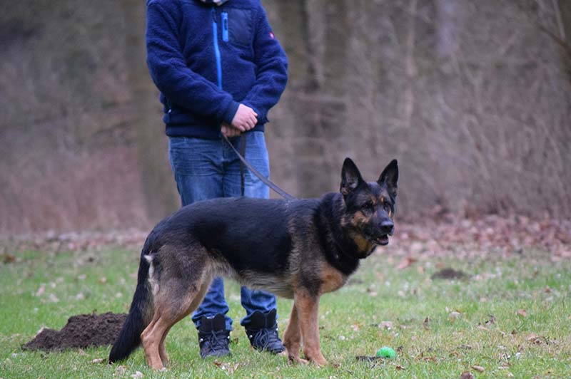 Erziehungskurs Hundeschule Underdog Sarah Graden