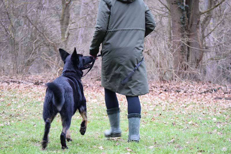 Erziehungskurs Hundeschule Underdog Sarah Graden