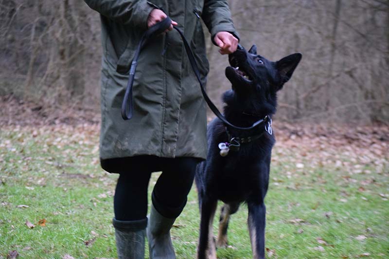 Erziehungskurs Hundeschule Underdog Sarah Graden