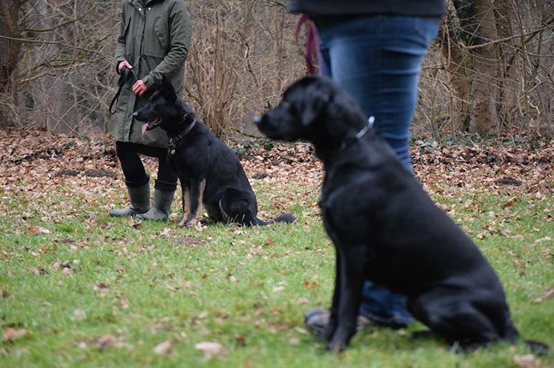 Erziehungskurs Hundeschule Underdog Sarah Graden