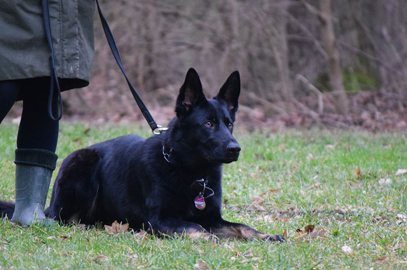 Erziehungskurs Hundeschule Underdog Sarah Graden