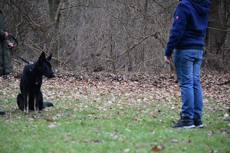 Erziehungskurs Hundeschule Underdog Sarah Graden