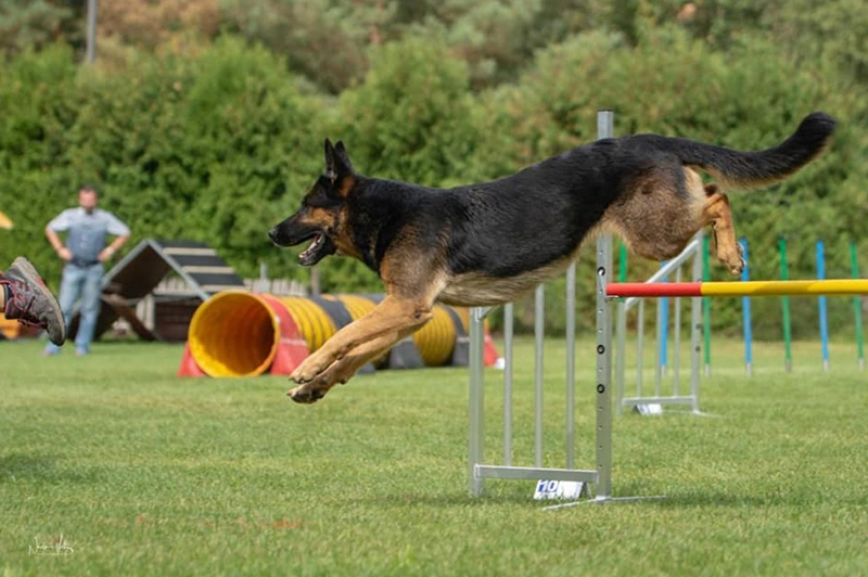 Fun Agility Hundeschule Underdog Sarah Graden