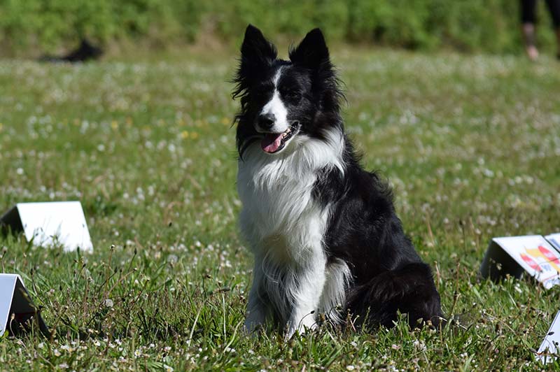 Fun Agility Hundeschule Underdog Sarah Graden