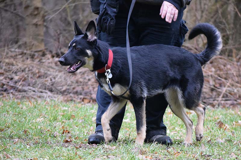 Junghundegruppe Hundeschule Underdog Sarah Graden