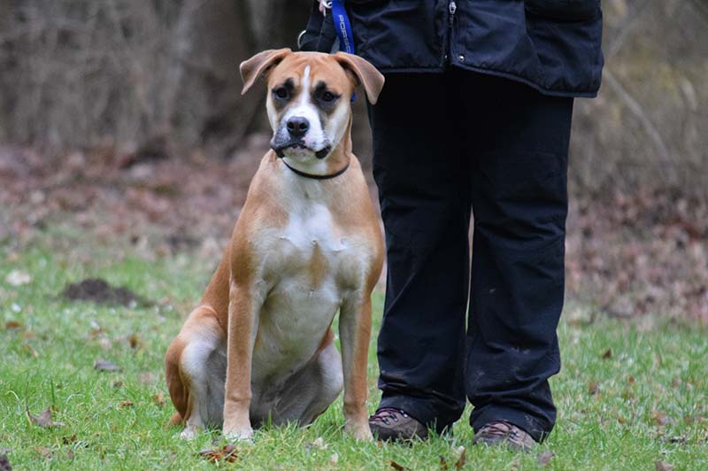 Junghundegruppe Hundeschule Underdog Sarah Graden