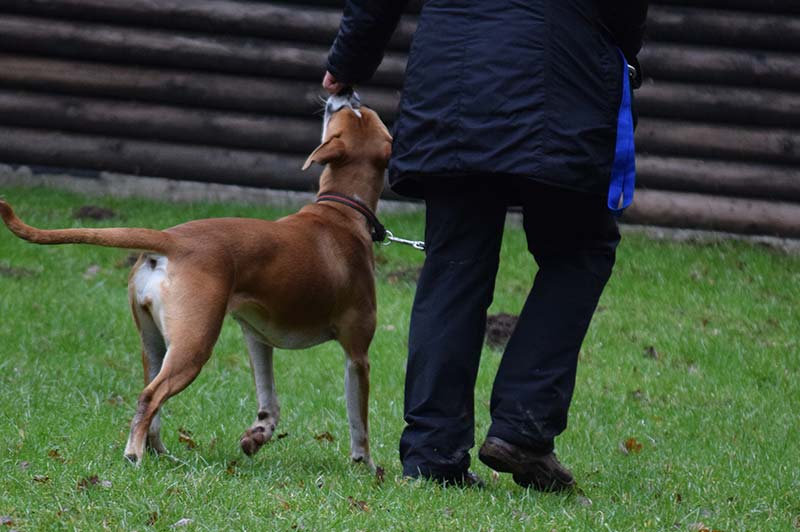 Junghundegruppe Hundeschule Underdog Sarah Graden