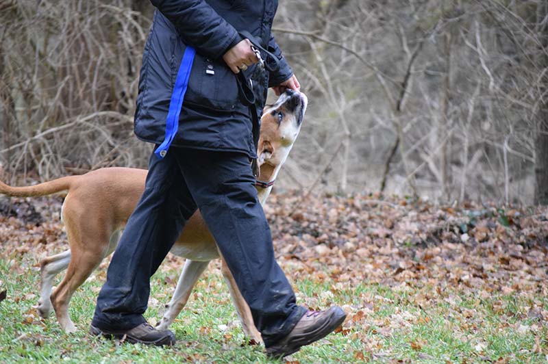 Junghundegruppe Hundeschule Underdog Sarah Graden