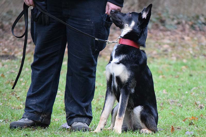 Junghundegruppe Hundeschule Underdog Sarah Graden