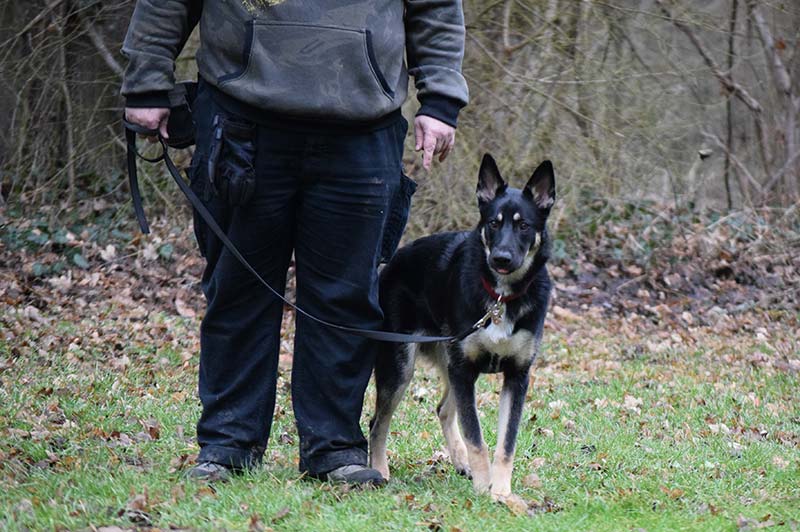 Junghundegruppe Hundeschule Underdog Sarah Graden