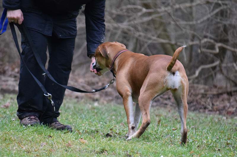 Junghundegruppe Hundeschule Underdog Sarah Graden