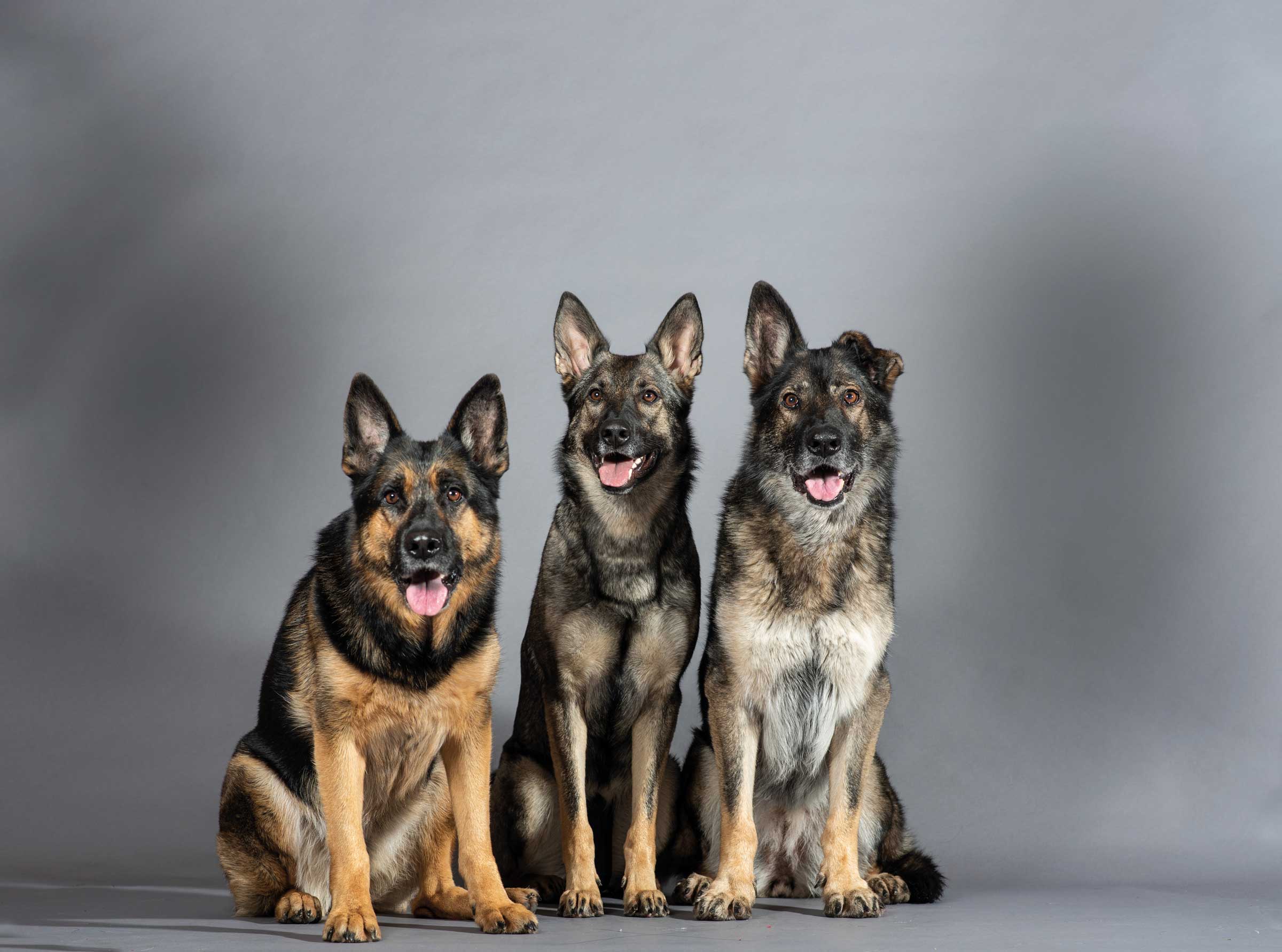 Hundeschule Underdog Sarah Graden