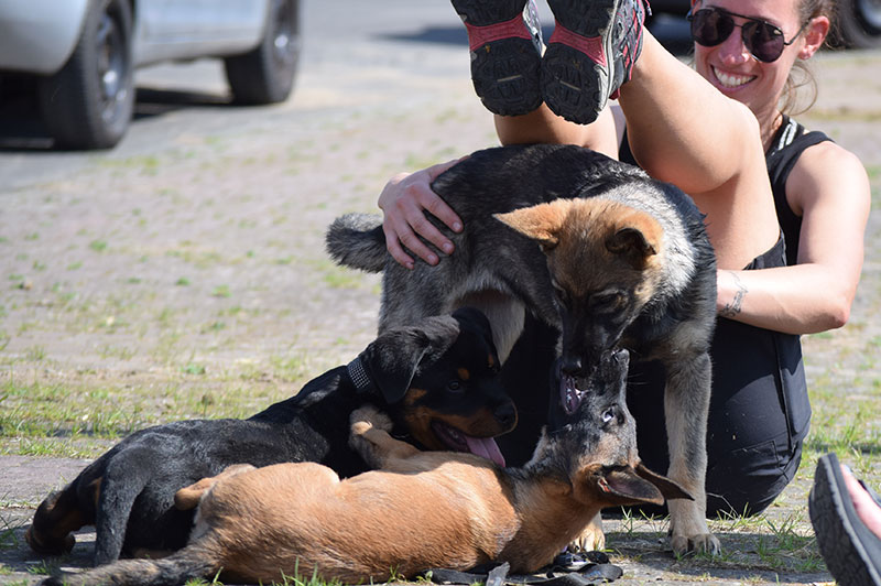 Hundeschule Underdog Sarah Graden