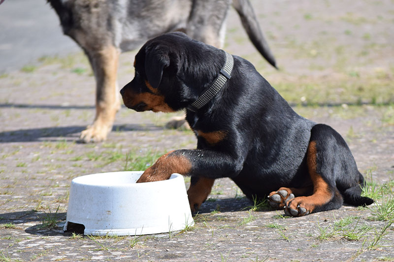 Seminare Hundeschule Underdog Sarah Graden