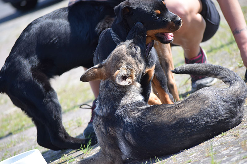 Welpen Hundeschule Underdog Sarah Graden