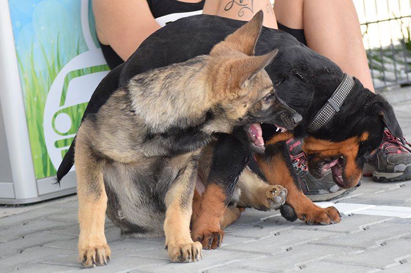 Welpen Hundeschule Underdog Sarah Graden